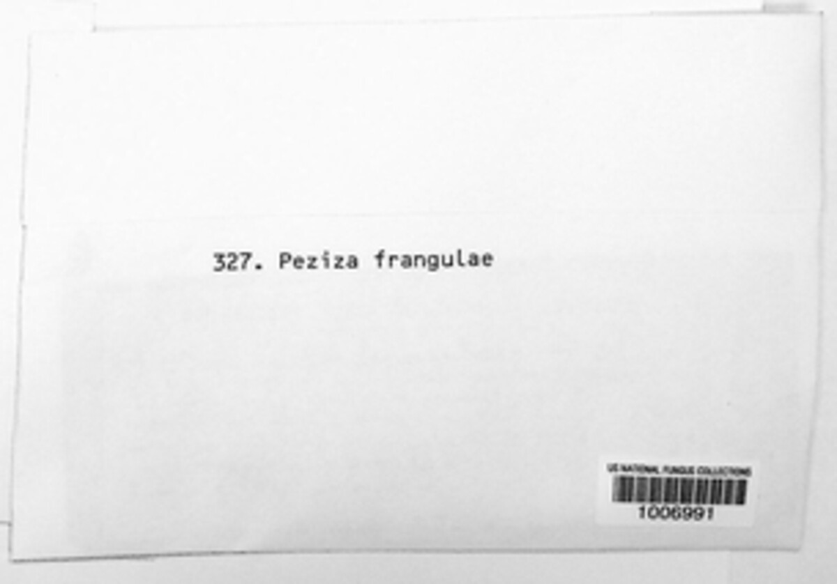 Peziza frangulae image